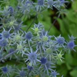 Eryngium planum Blaukappe