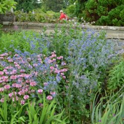 Eryngium planum Blaukappe