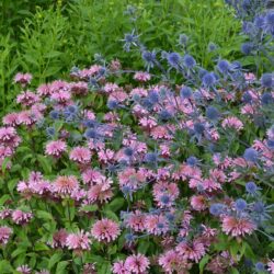 Eryngium planum Blaukappe