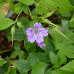 Geranium nodosum Svelte Lilac