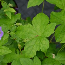 Geranium nodosum Svelte Lilac