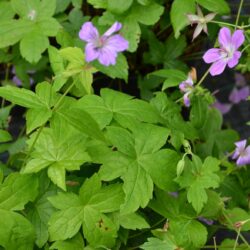 Geranium nodosum Svelte Lilac