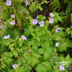 Geranium nodosum Svelte Lilac