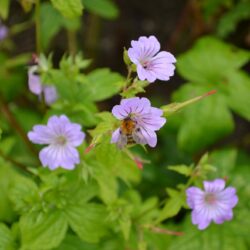 Geranium nodosum Svelte Lilac