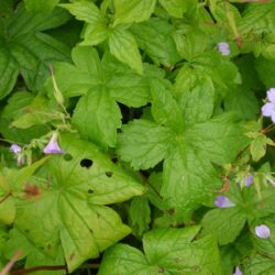 Geranium nodosum Svelte Lilac