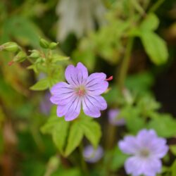 Geranium nodosum Svelte Lilac