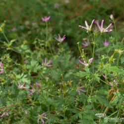 Geranium × oxonianum f. thurstonianum David McClintock