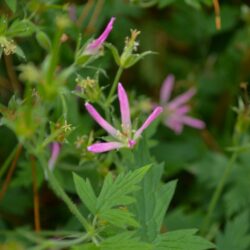 Geranium × oxonianum f. thurstonianum David McClintock