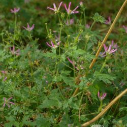 Geranium × oxonianum f. thurstonianum David McClintock