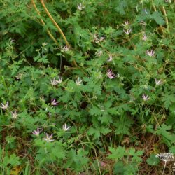 Geranium × oxonianum f. thurstonianum David McClintock