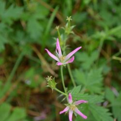 Geranium × oxonianum f. thurstonianum David McClintock