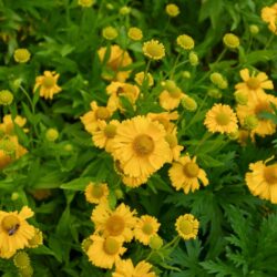 Helenium Butterpat