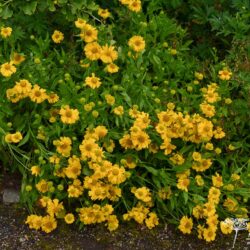 Helenium Butterpat