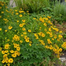 Helenium Butterpat