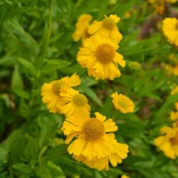 Helenium Butterpat