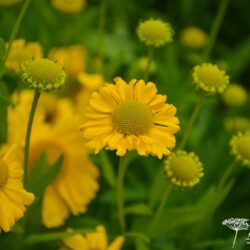 Helenium Butterpat