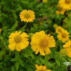 Helenium Butterpat