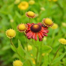 Helenium Potter's Wheel