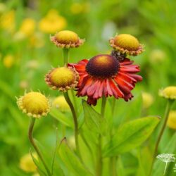 Helenium Potter's Wheel