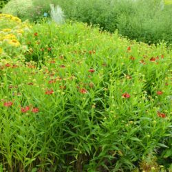 Helenium Rubinzwerg