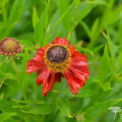 Helenium Rubinzwerg