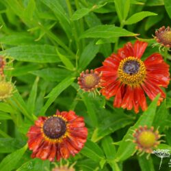 Helenium Rubinzwerg