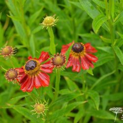 Helenium Rubinzwerg