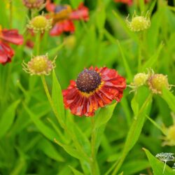 Helenium Rubinzwerg