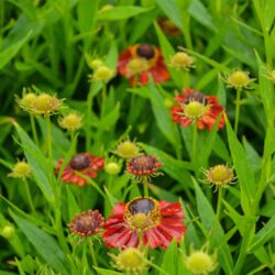 Helenium Rubinzwerg