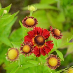 Helenium Salsa