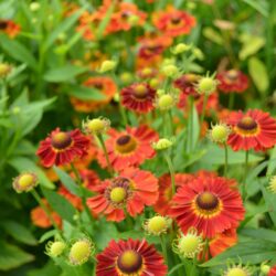 Helenium Salsa