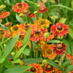 Helenium Salsa