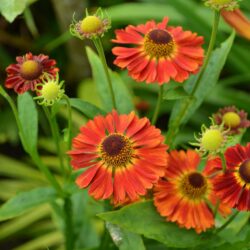 Helenium Salsa