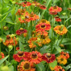 Helenium Salsa