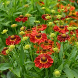 Helenium Salsa