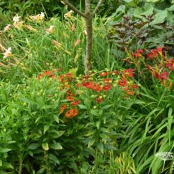 Helenium Salsa