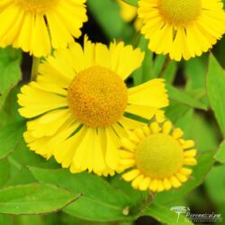 Helenium Sombrero