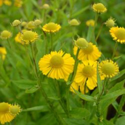 Helenium Sombrero