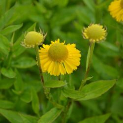 Helenium Sombrero