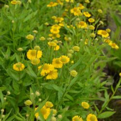 Helenium Sombrero