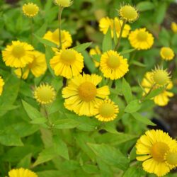 Helenium Sombrero