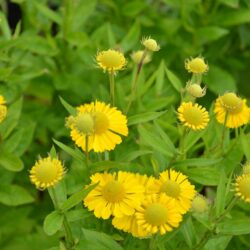 Helenium Sombrero