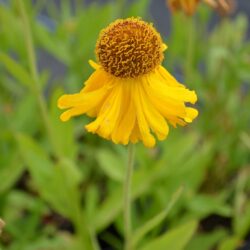 Helenium The Bishop