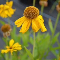 Helenium The Bishop