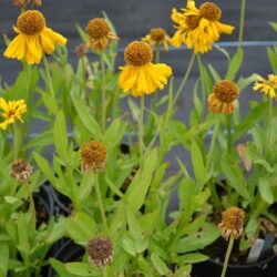 Helenium The Bishop