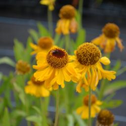 Helenium The Bishop