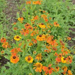 Helenium Waltraut