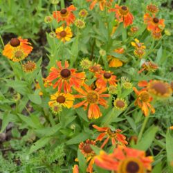 Helenium Waltraut