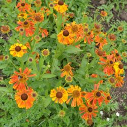 Helenium Waltraut