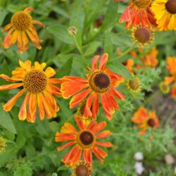 Helenium Waltraut